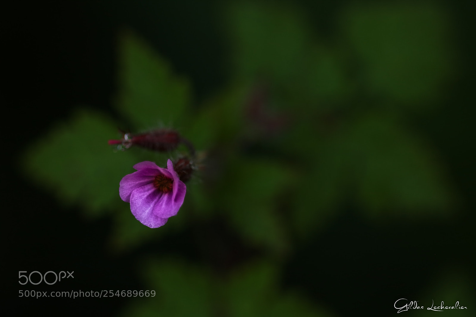 Canon EOS 760D (EOS Rebel T6s / EOS 8000D) sample photo. Shadow purple photography