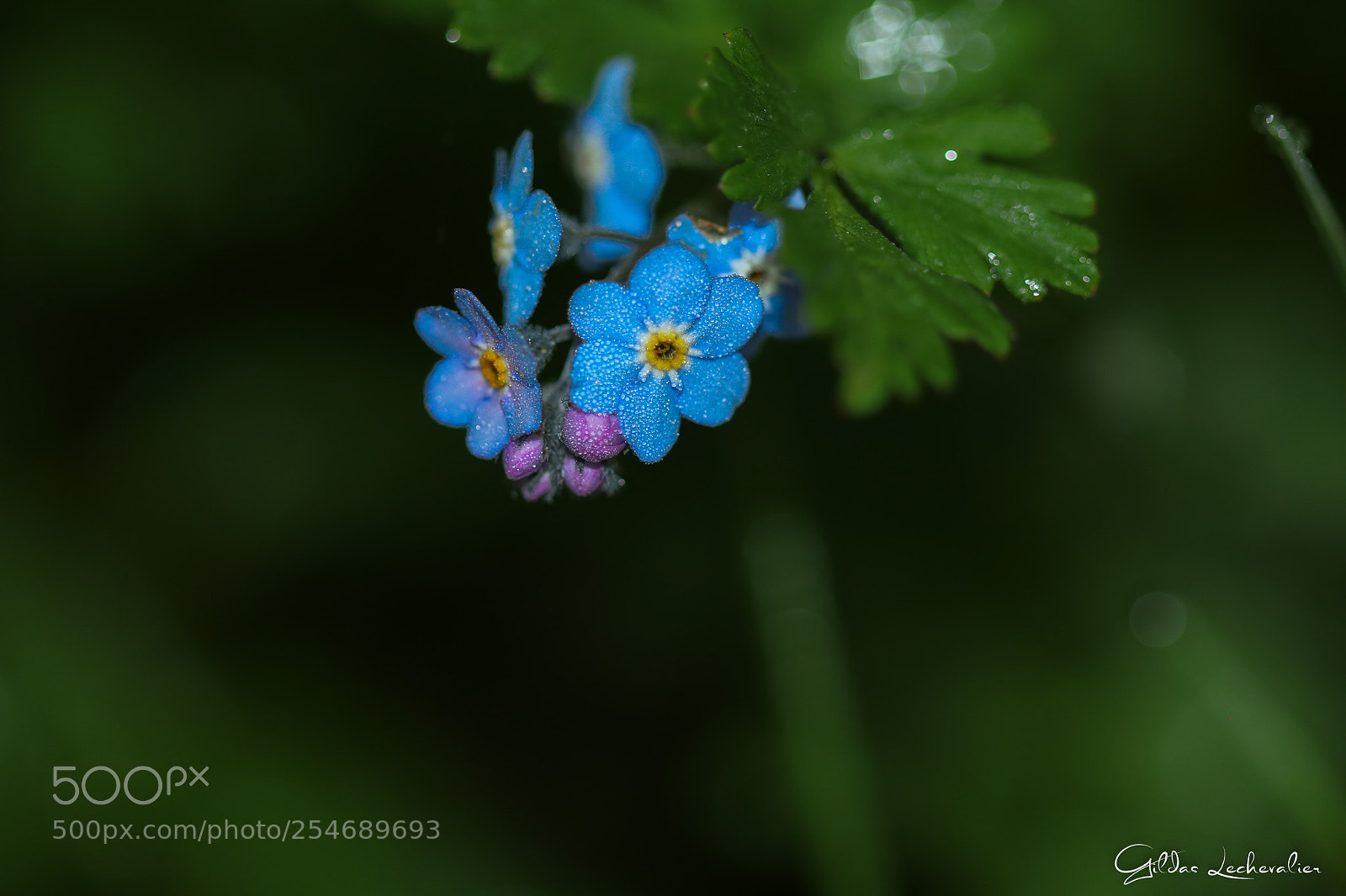 Canon EOS 760D (EOS Rebel T6s / EOS 8000D) sample photo. Shadow blue photography