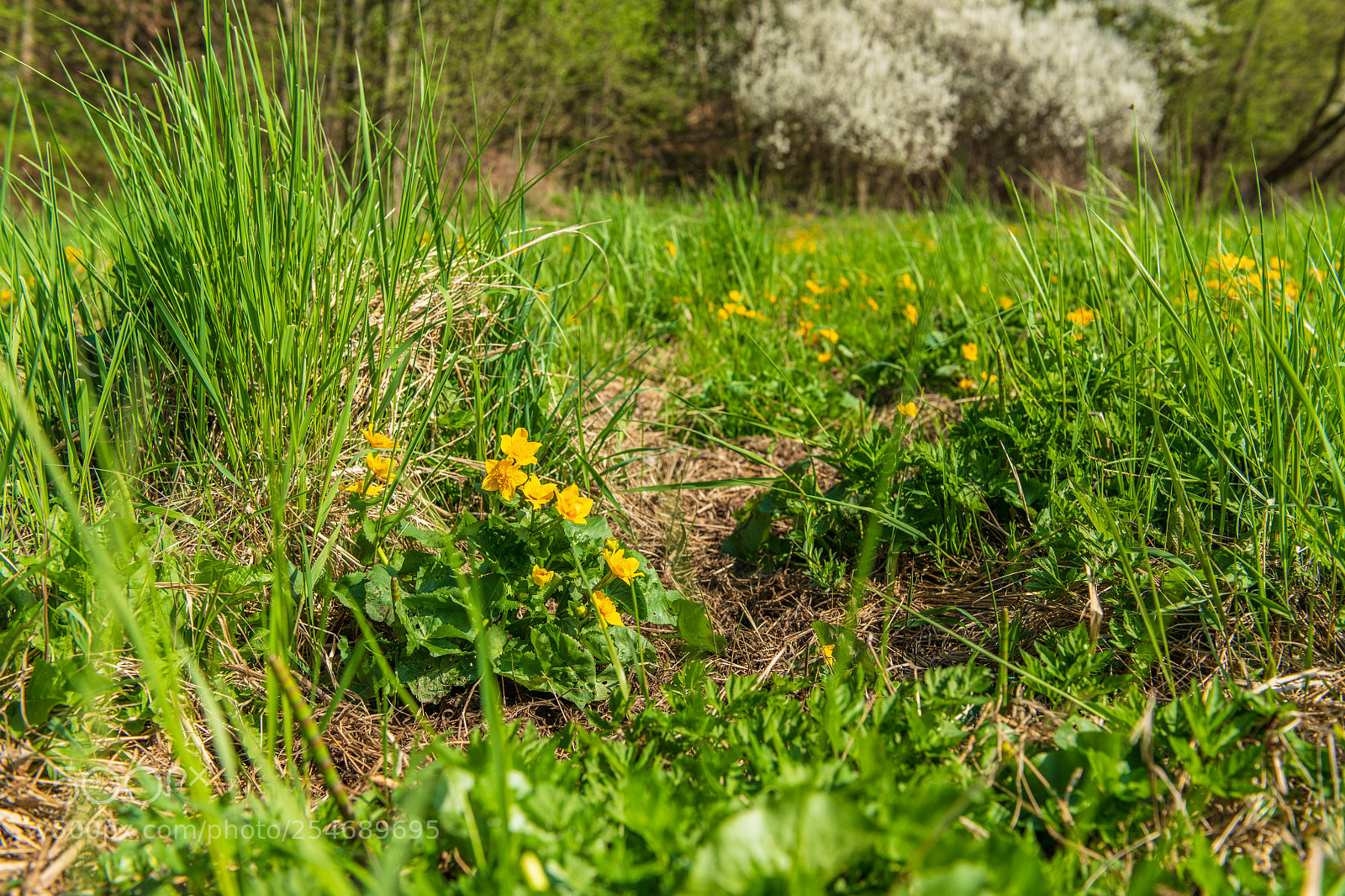 Nikon D850 sample photo. Meadow photography