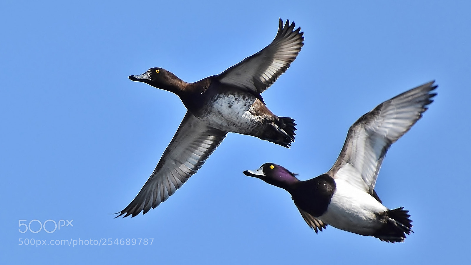 Nikon D7200 sample photo. Mr & mrs tufted duck... photography