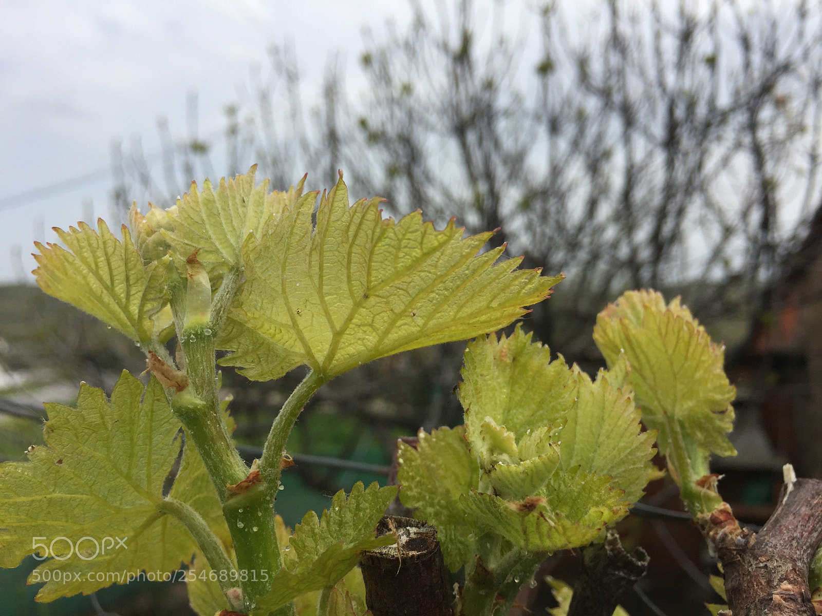 Apple iPhone 6 sample photo. Untitled photography