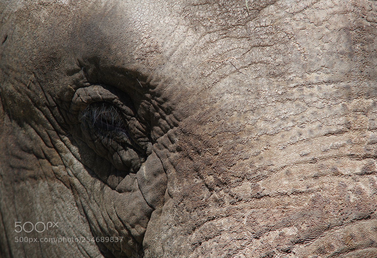 Pentax K-3 sample photo. Regard d'éléphant photography