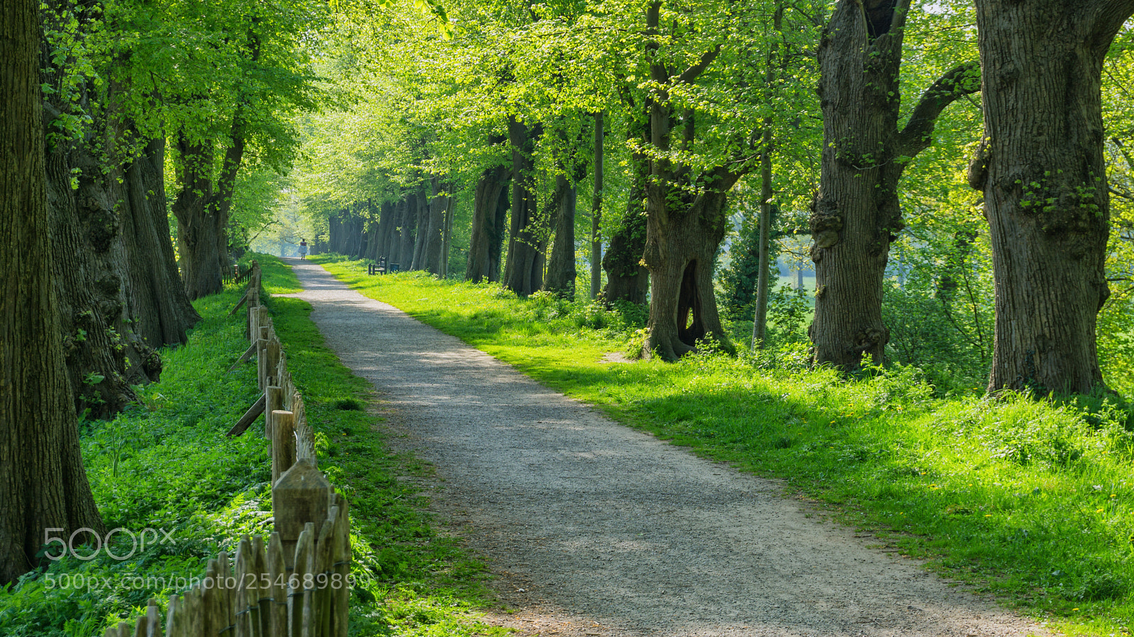 Sony a6000 sample photo. Morning walk photography