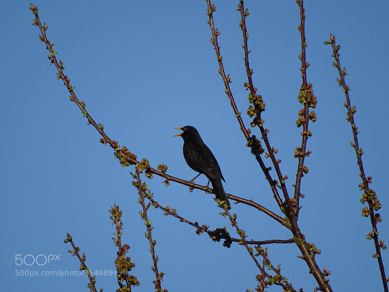 Sony Cyber-shot DSC-HX400V sample photo. Sing a song photography