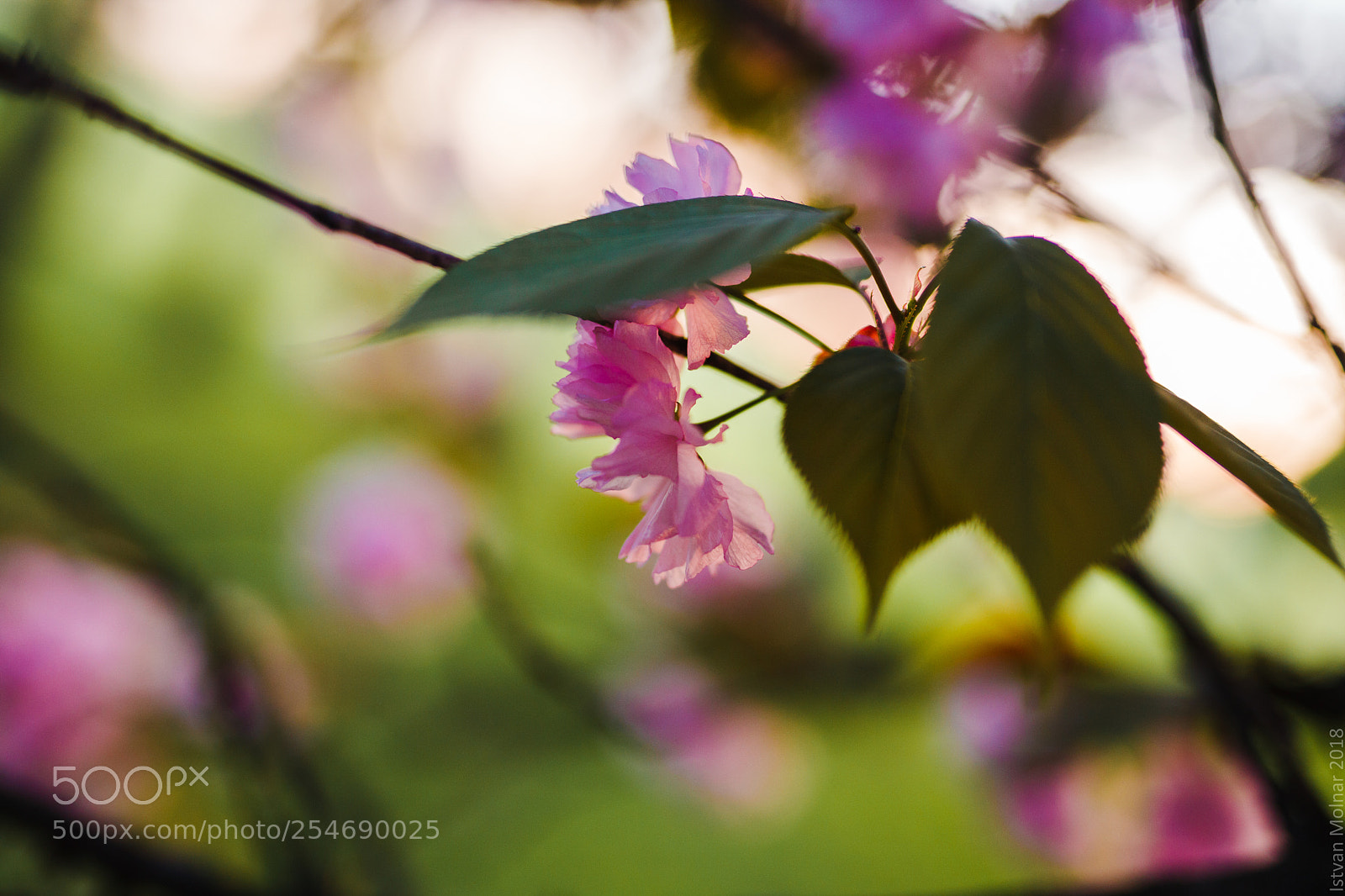 Canon EOS 5D Mark II sample photo. Sakura photography