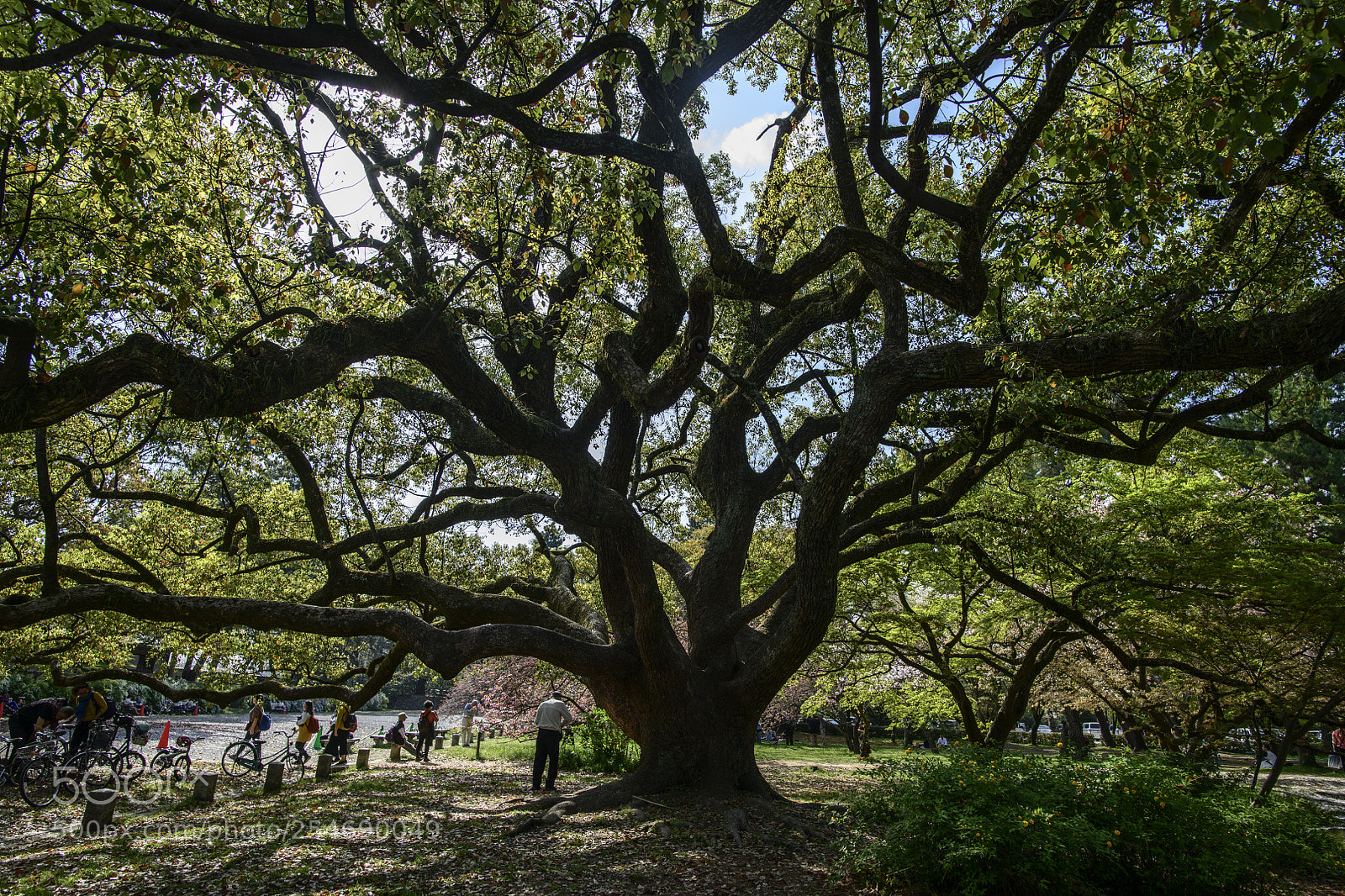 Nikon D850 sample photo. Kyoto gyoen photography