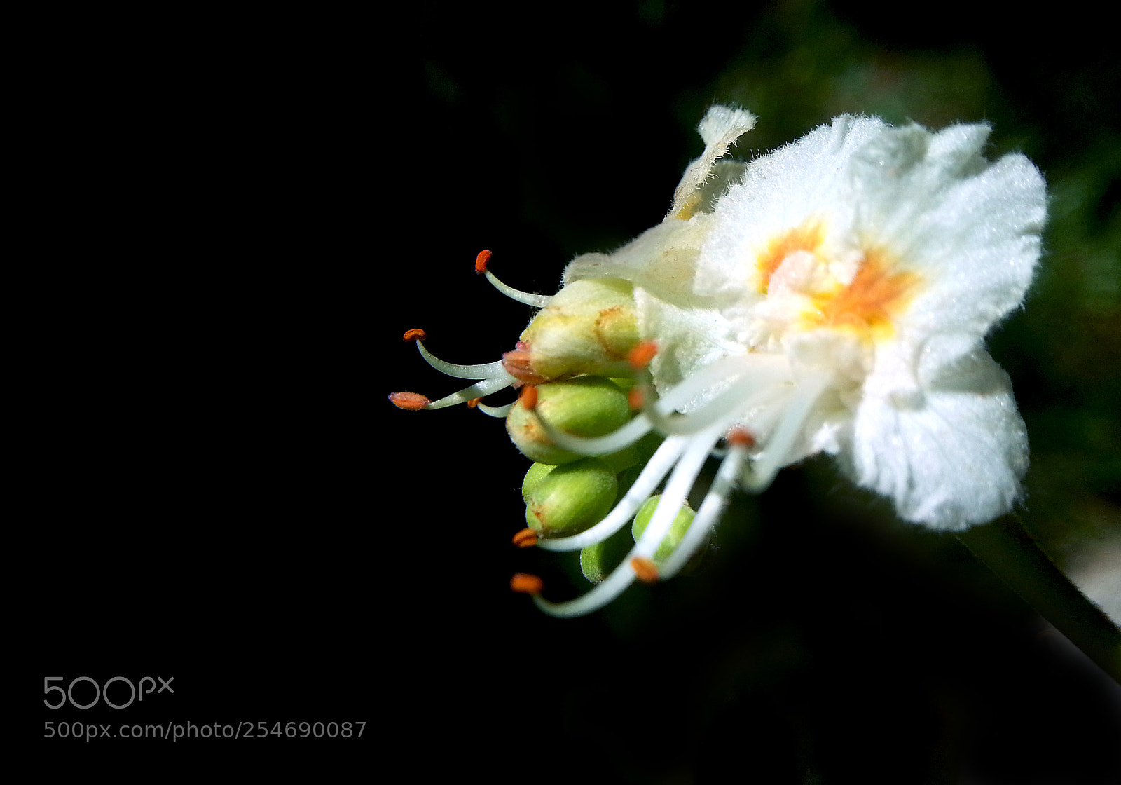 Samsung Galaxy Note2 sample photo. Flower photography