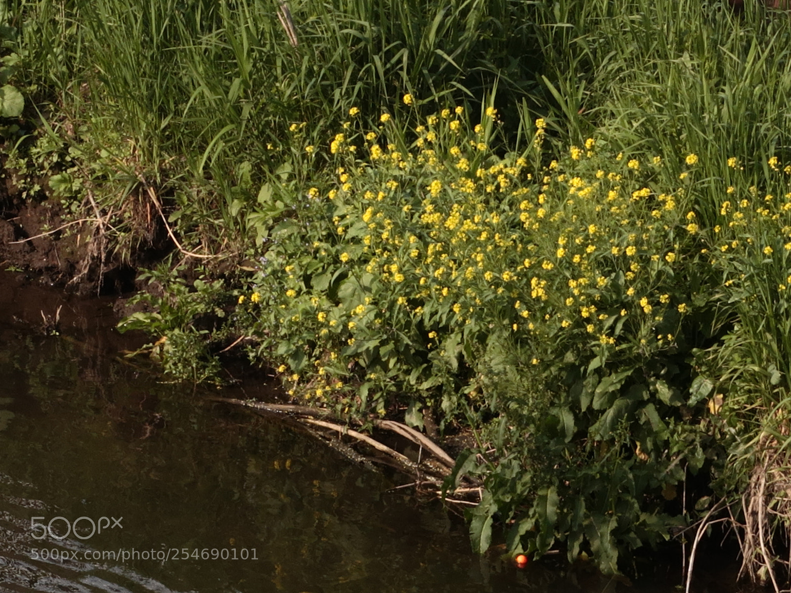 Canon PowerShot G7 X Mark II sample photo. Img photography