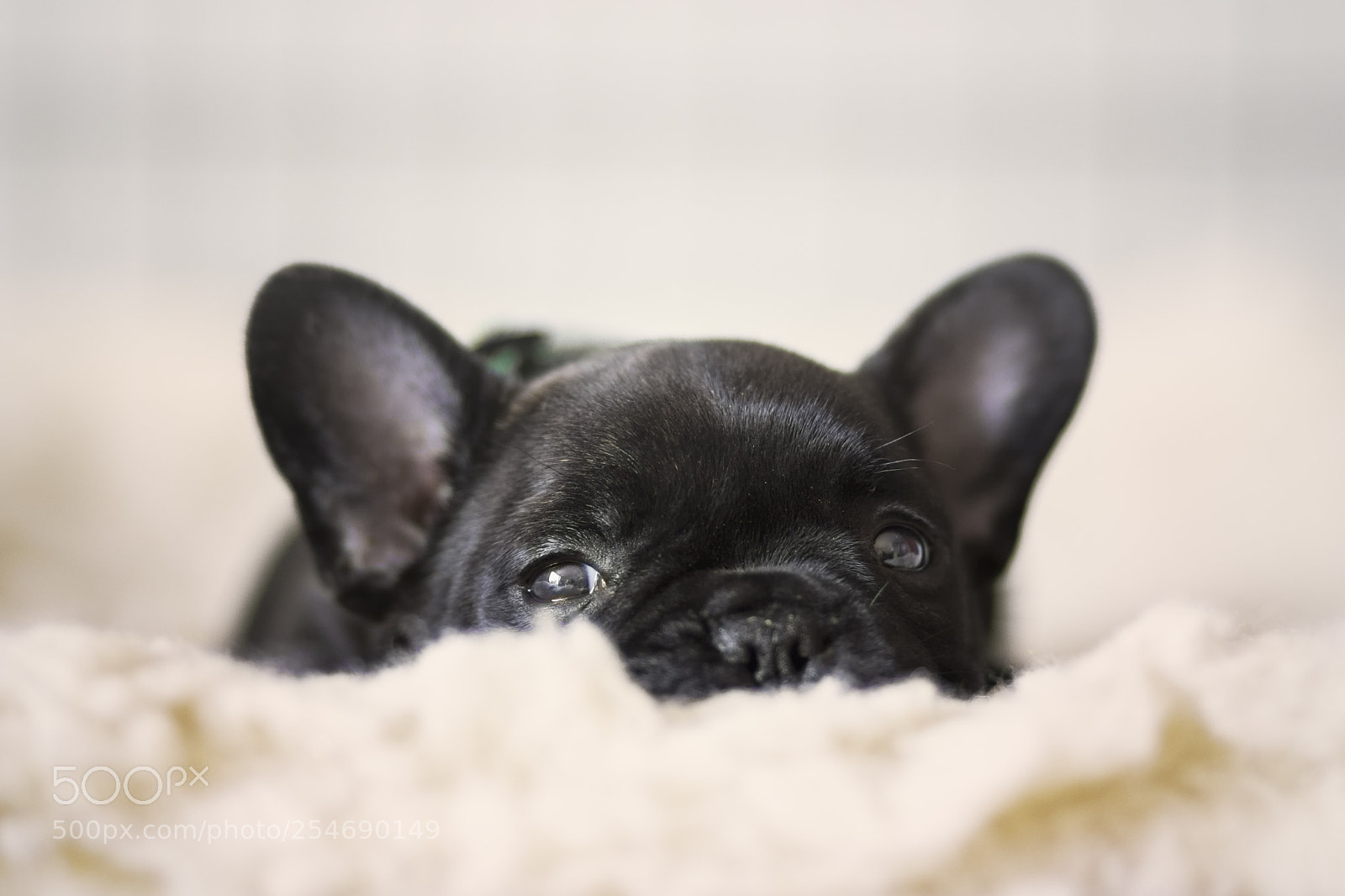 Canon EOS 7D Mark II sample photo. Mr green photography
