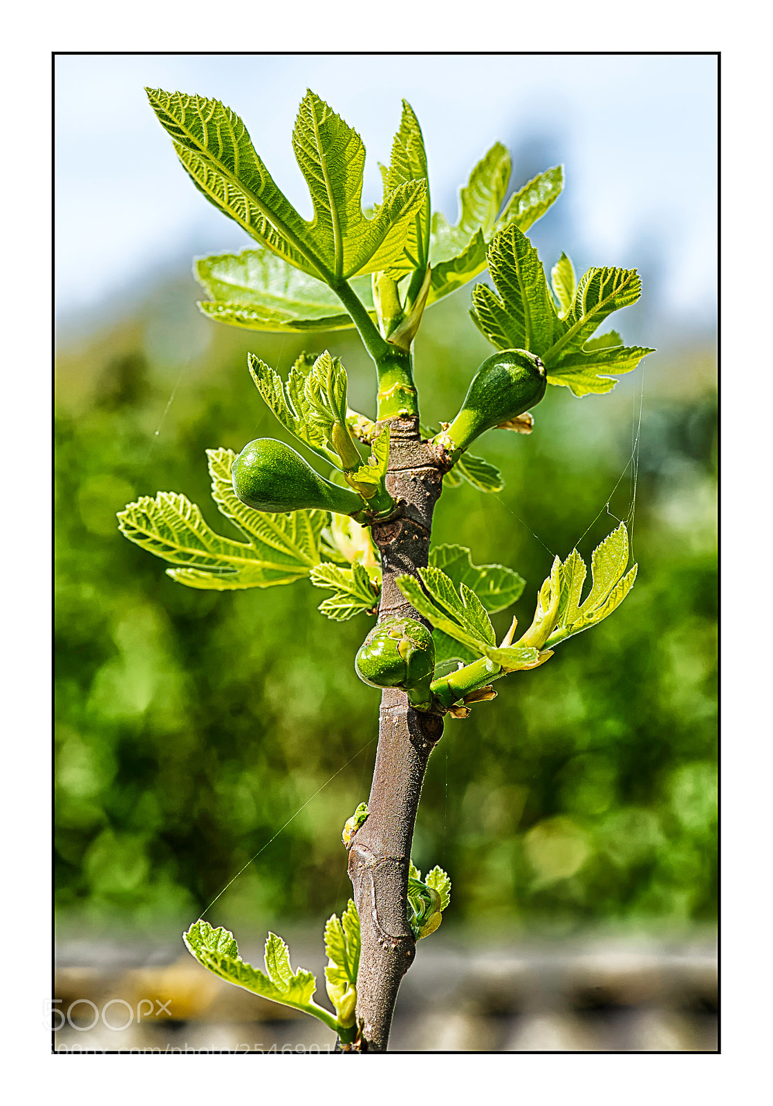 Nikon D610 sample photo. Figuier. photography