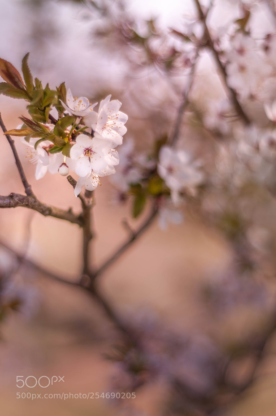 Nikon D90 sample photo. Spring photography