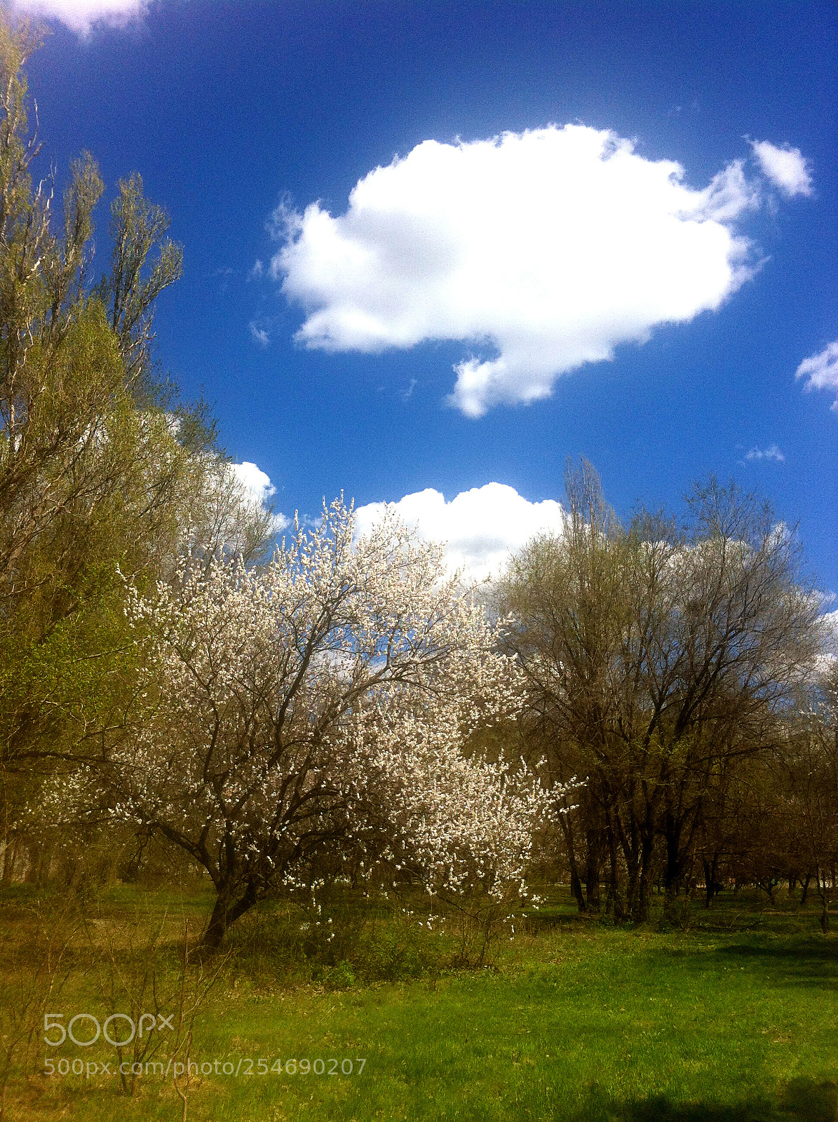 Apple iPhone 4 sample photo. Flying head photography