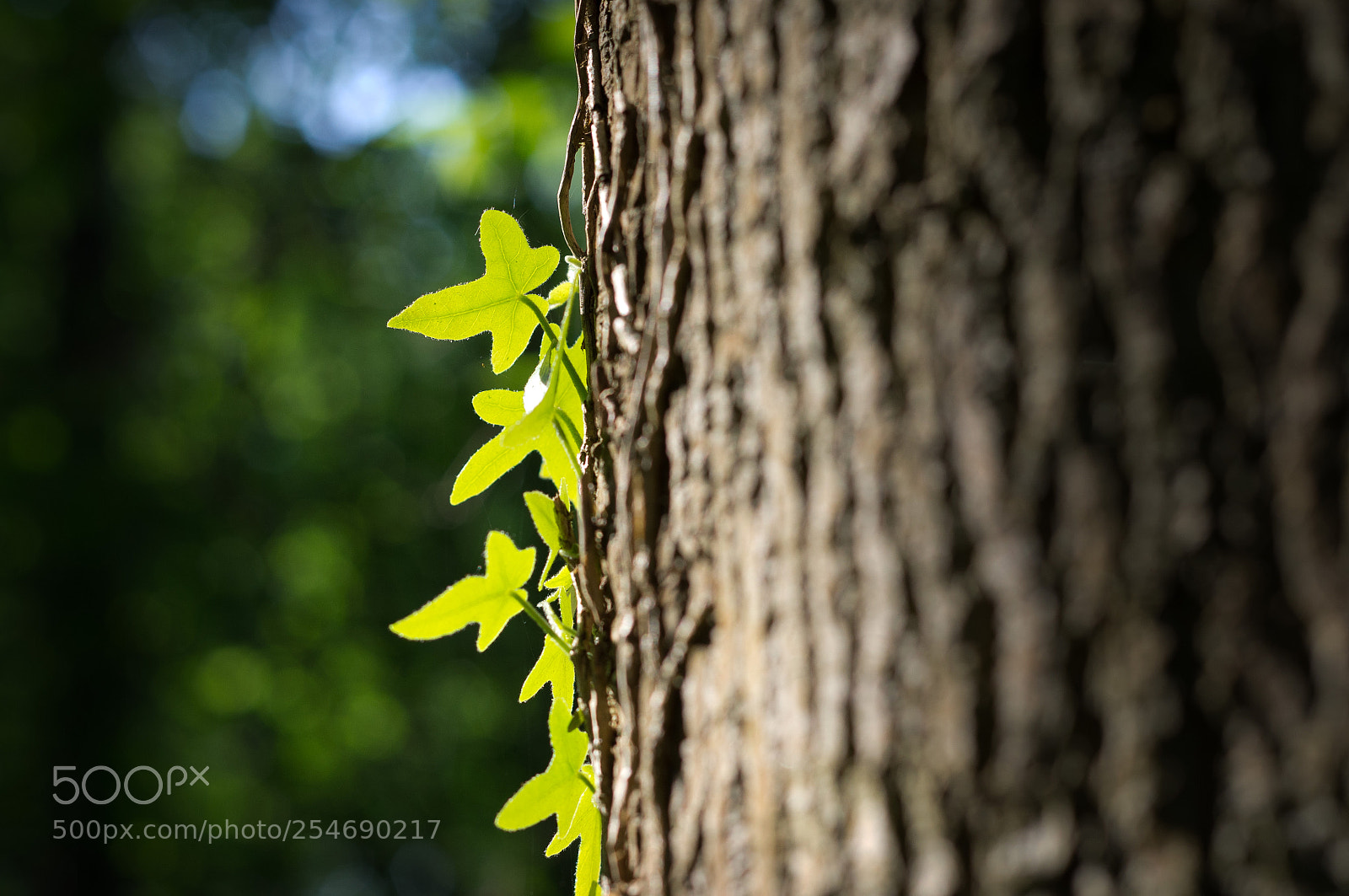 Pentax K-r sample photo. Im wald photography