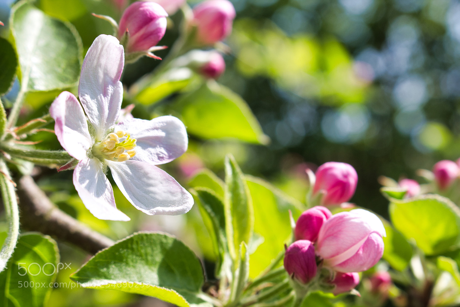 Canon EOS 700D (EOS Rebel T5i / EOS Kiss X7i) sample photo. Fr hling in unserem photography