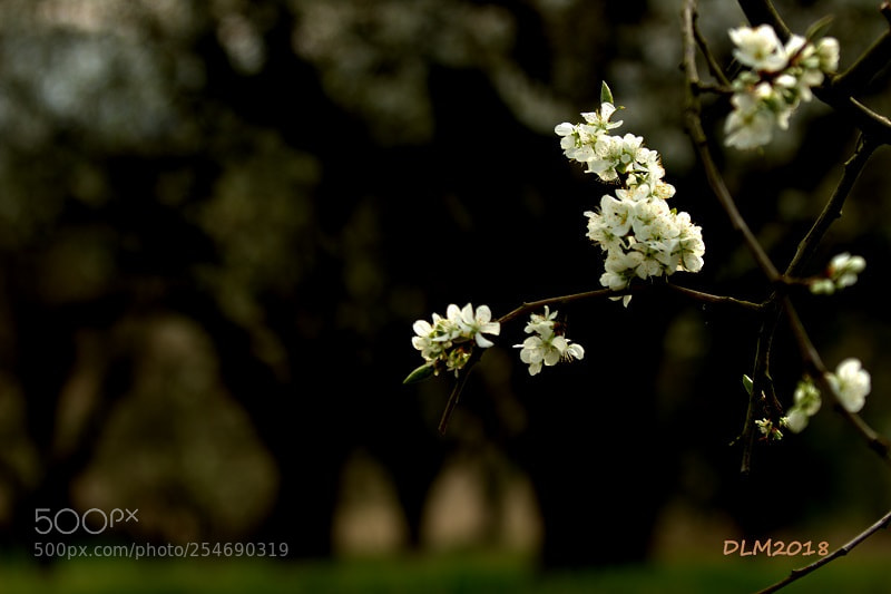 Canon EOS 700D (EOS Rebel T5i / EOS Kiss X7i) sample photo. Spring photography
