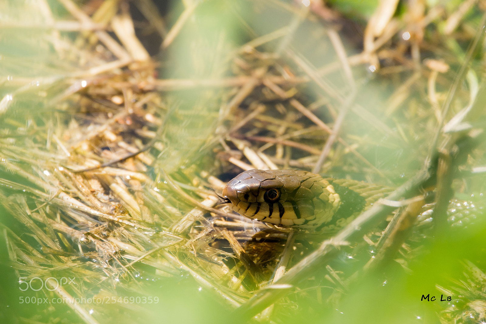 Nikon D7100 sample photo. Couleuvre collier - natrix photography