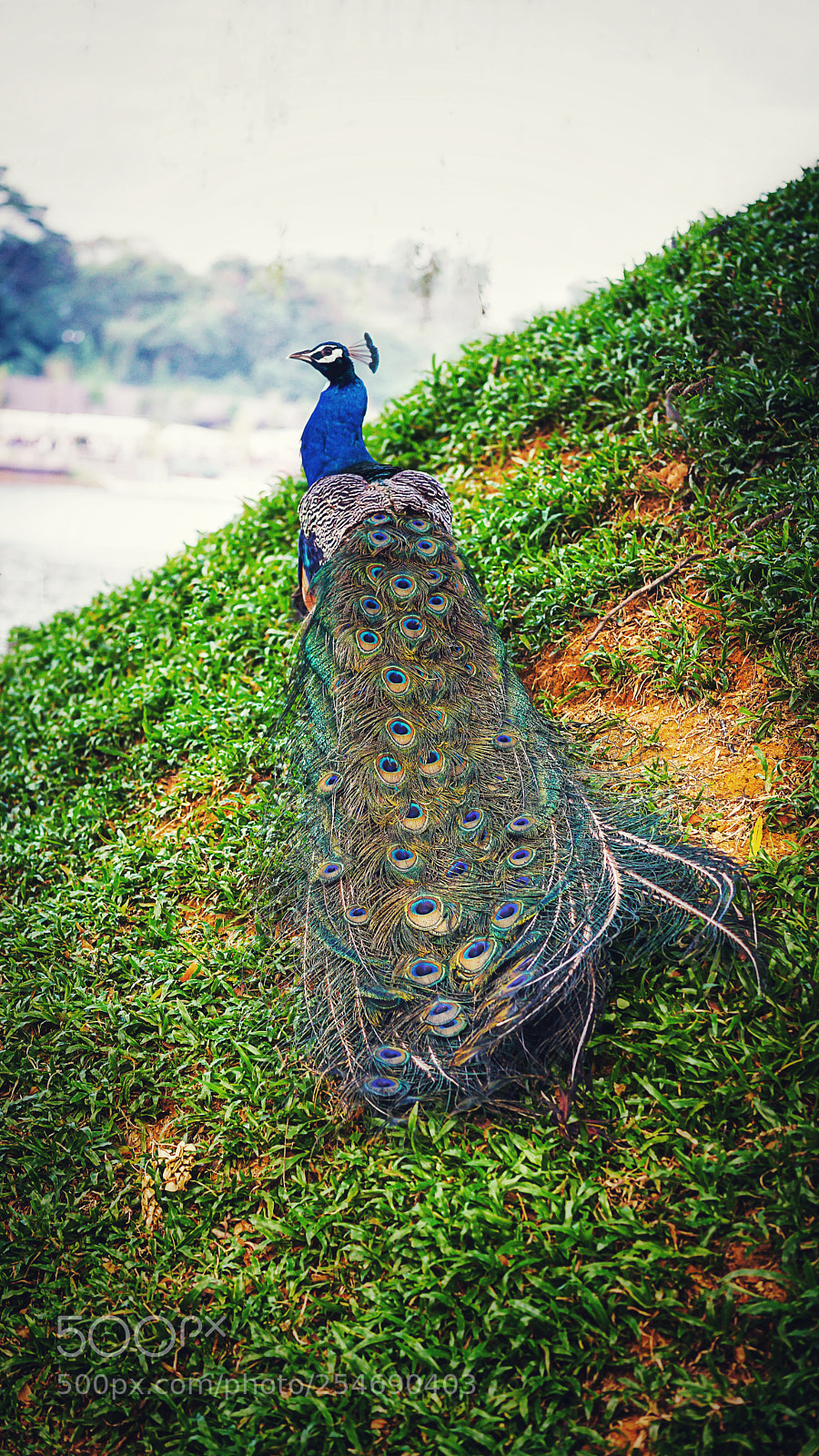 Sony a6000 sample photo. Beautiful peacock photography