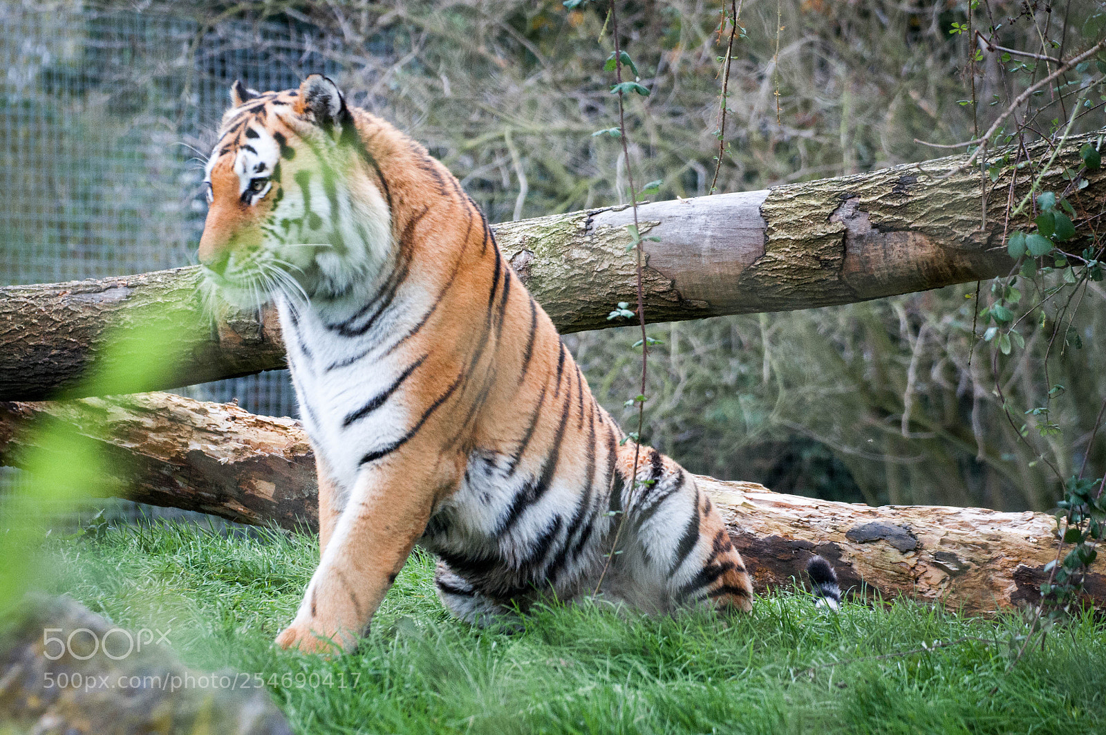 Nikon D90 sample photo. Siberian tiger, marwell zoo photography