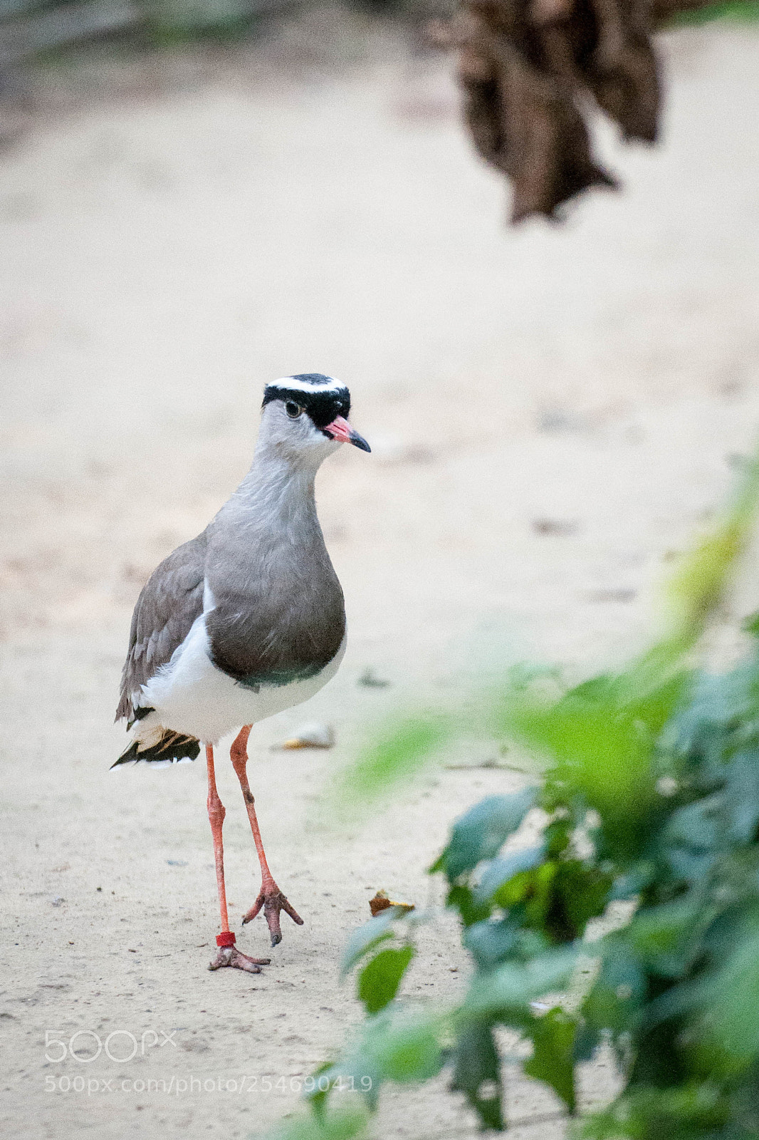 Nikon D90 sample photo. Marwell zoo (1, october 2017) photography