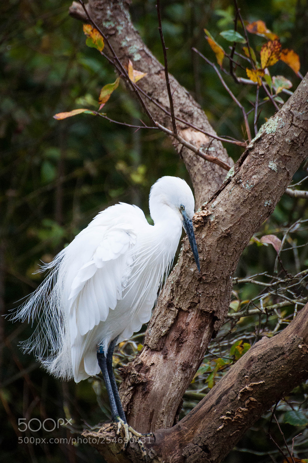 Nikon D90 sample photo. Marwell zoo (2, october 2017) photography