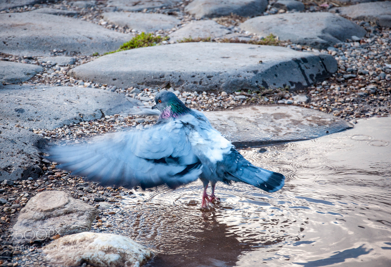 Nikon D90 sample photo. Pigeon (november 2017) photography