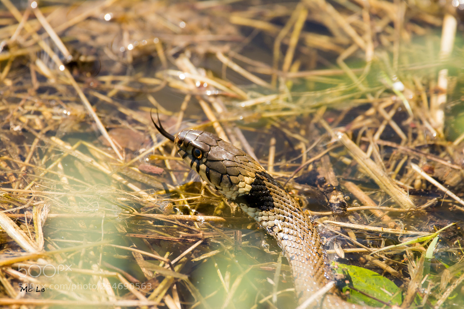 Nikon D7100 sample photo. Couleuvre collier - natrix photography