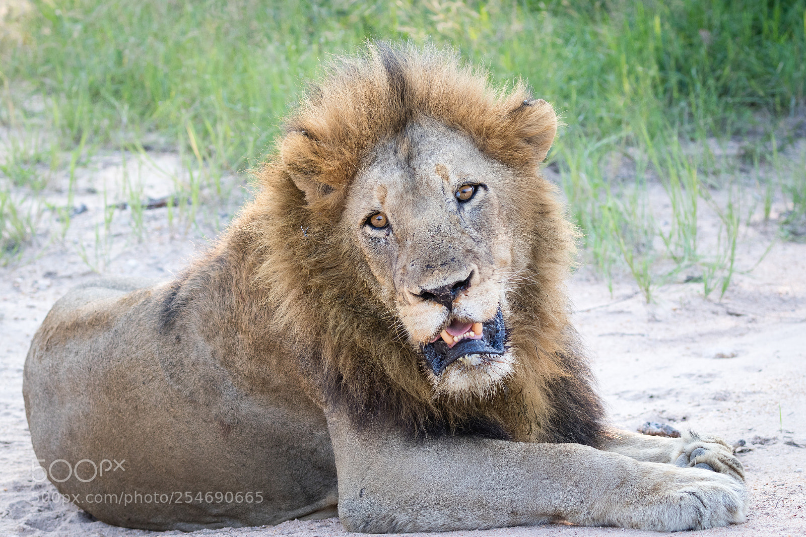 Canon EOS 7D Mark II sample photo. King of the bush photography