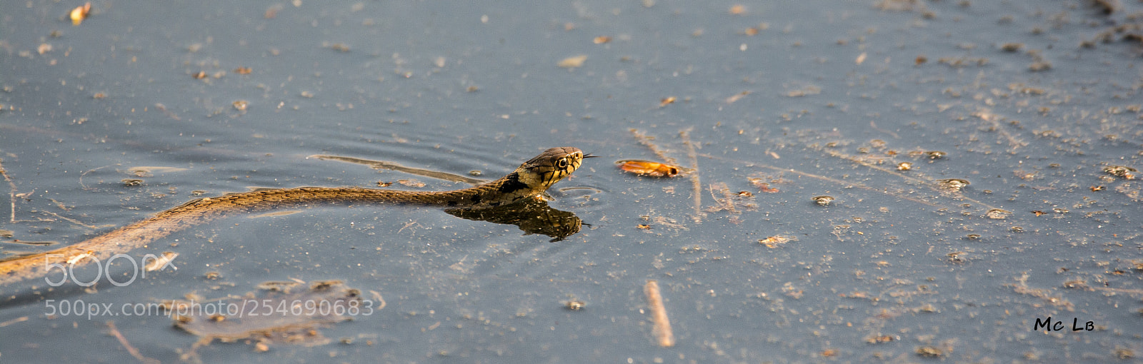 Nikon D7100 sample photo. Couleuvre collier - natrix photography