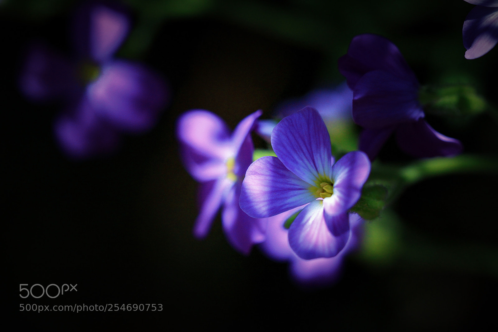 Canon EOS 500D (EOS Rebel T1i / EOS Kiss X3) sample photo. The dark beauty photography