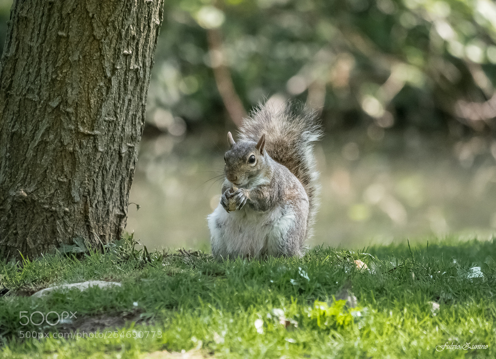 Olympus OM-D E-M1 Mark II sample photo. Squirrel in color photography