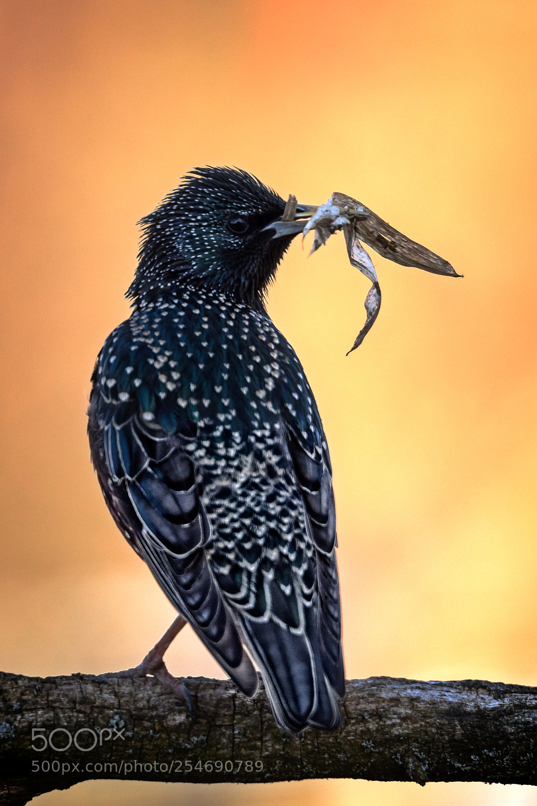 Canon EOS 5D Mark IV sample photo. Starling photography