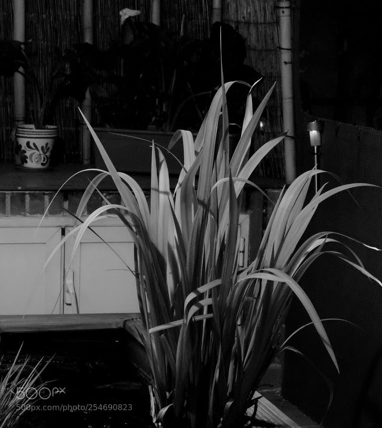 Fujifilm X-E1 sample photo. Dscf photography