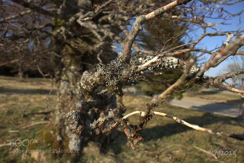Canon EOS 700D (EOS Rebel T5i / EOS Kiss X7i) sample photo. Hand giving tree photography