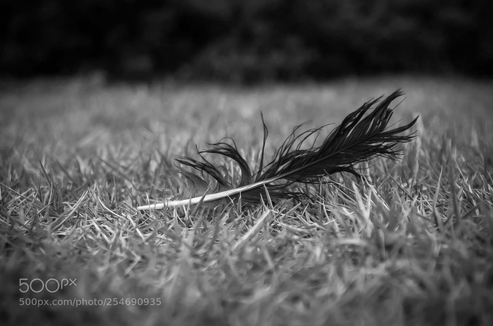 Nikon D7000 sample photo. Feather photography