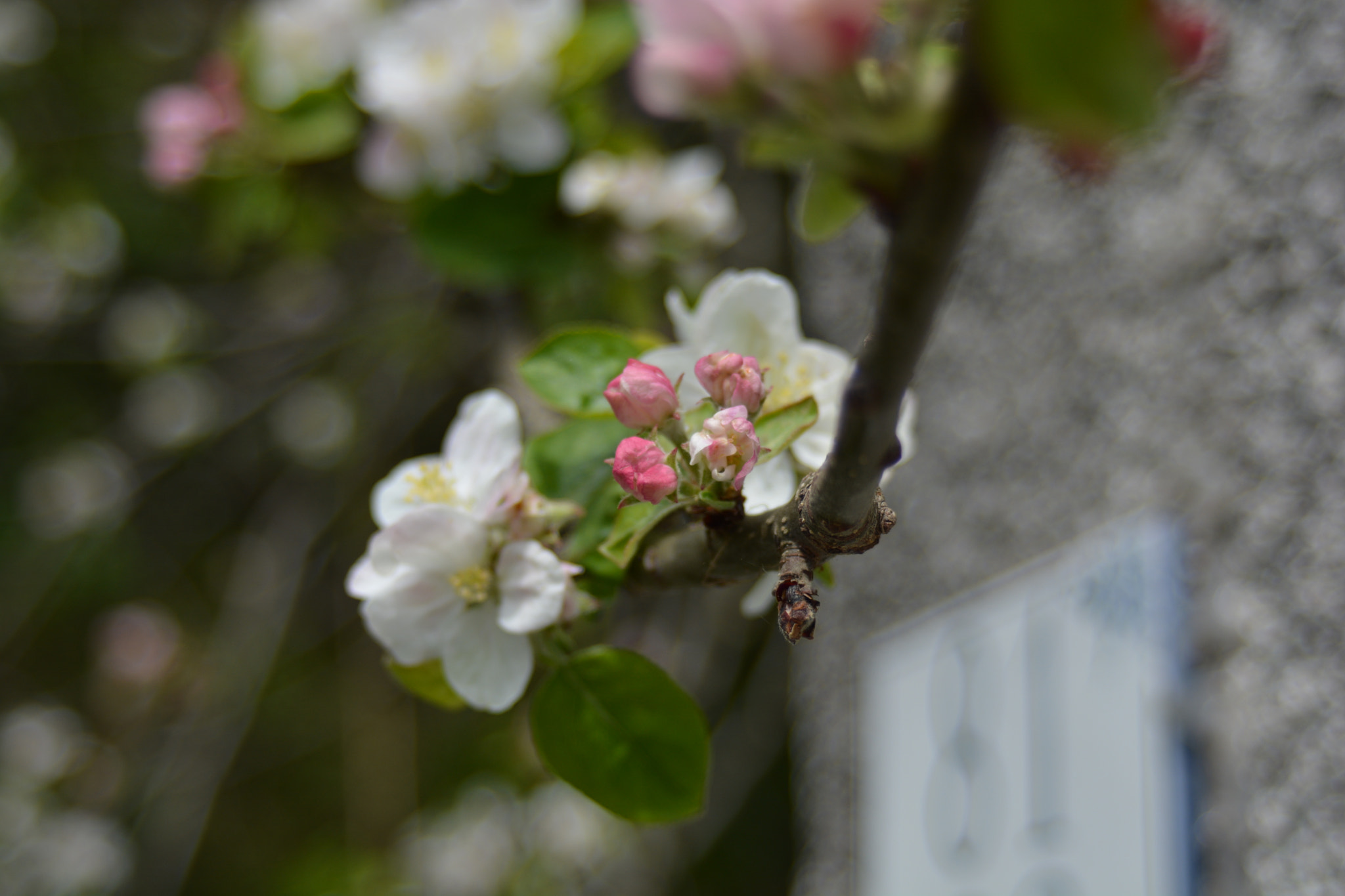 Nikon D5200 + AF Zoom-Nikkor 35-70mm f/3.3-4.5 N sample photo. Apple flowers photography