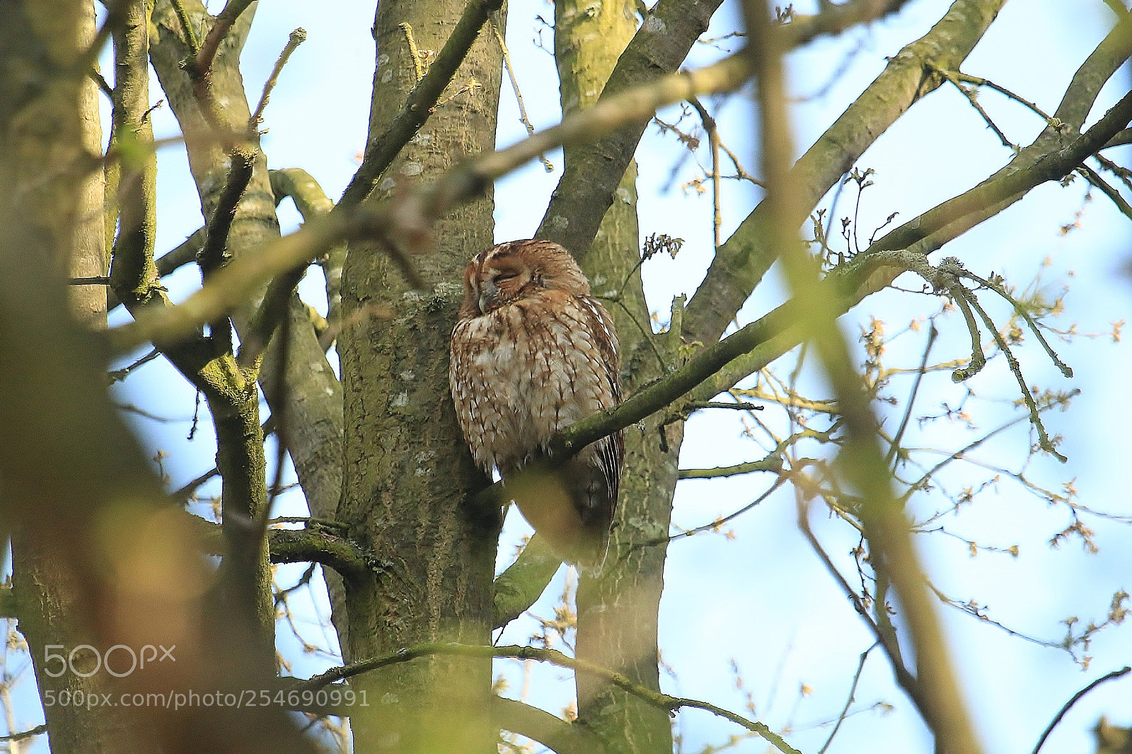 Canon EOS 70D sample photo. Tawny owl just chillin photography
