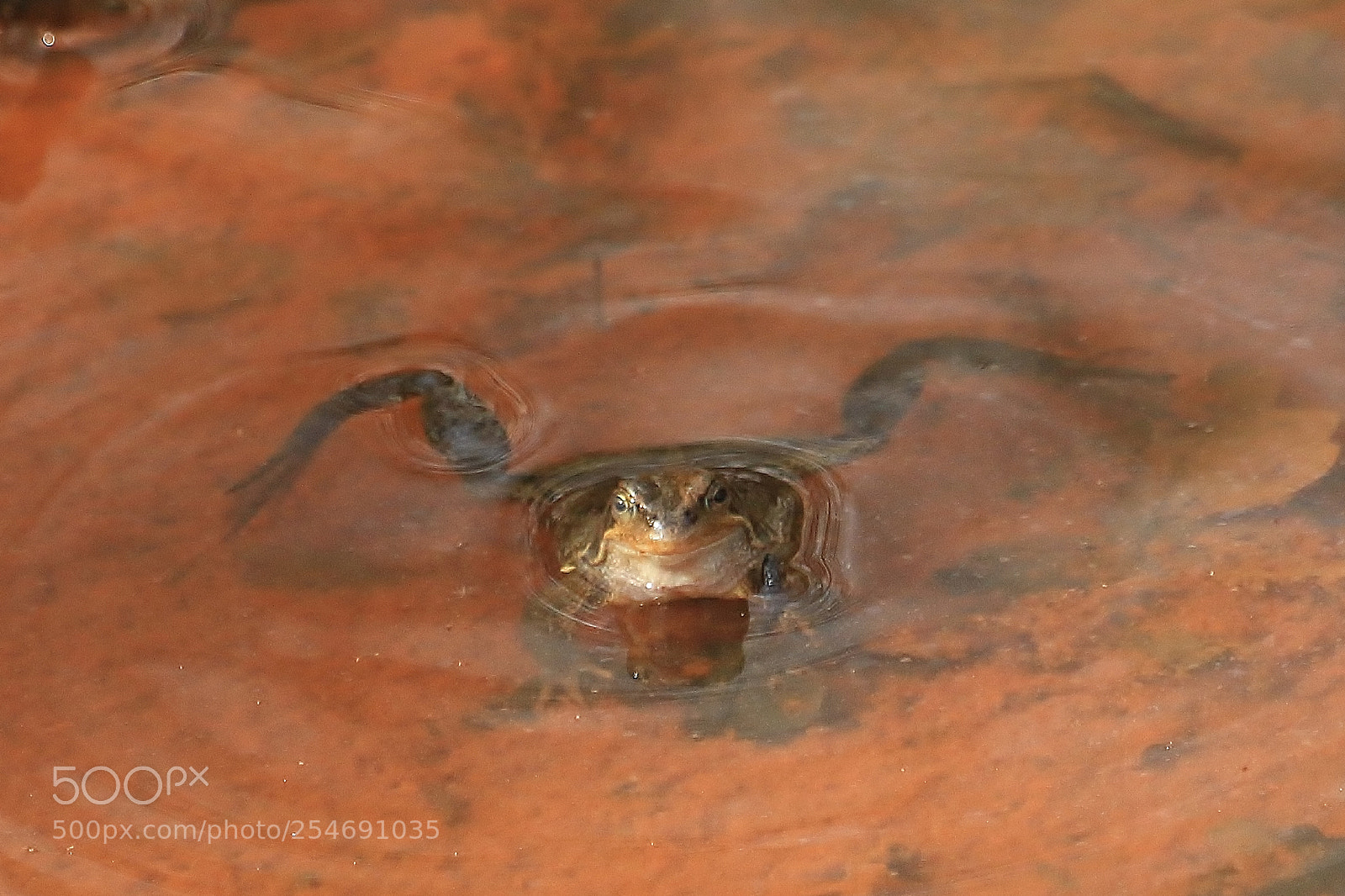 Canon EOS 70D sample photo. Froggy went a courting photography