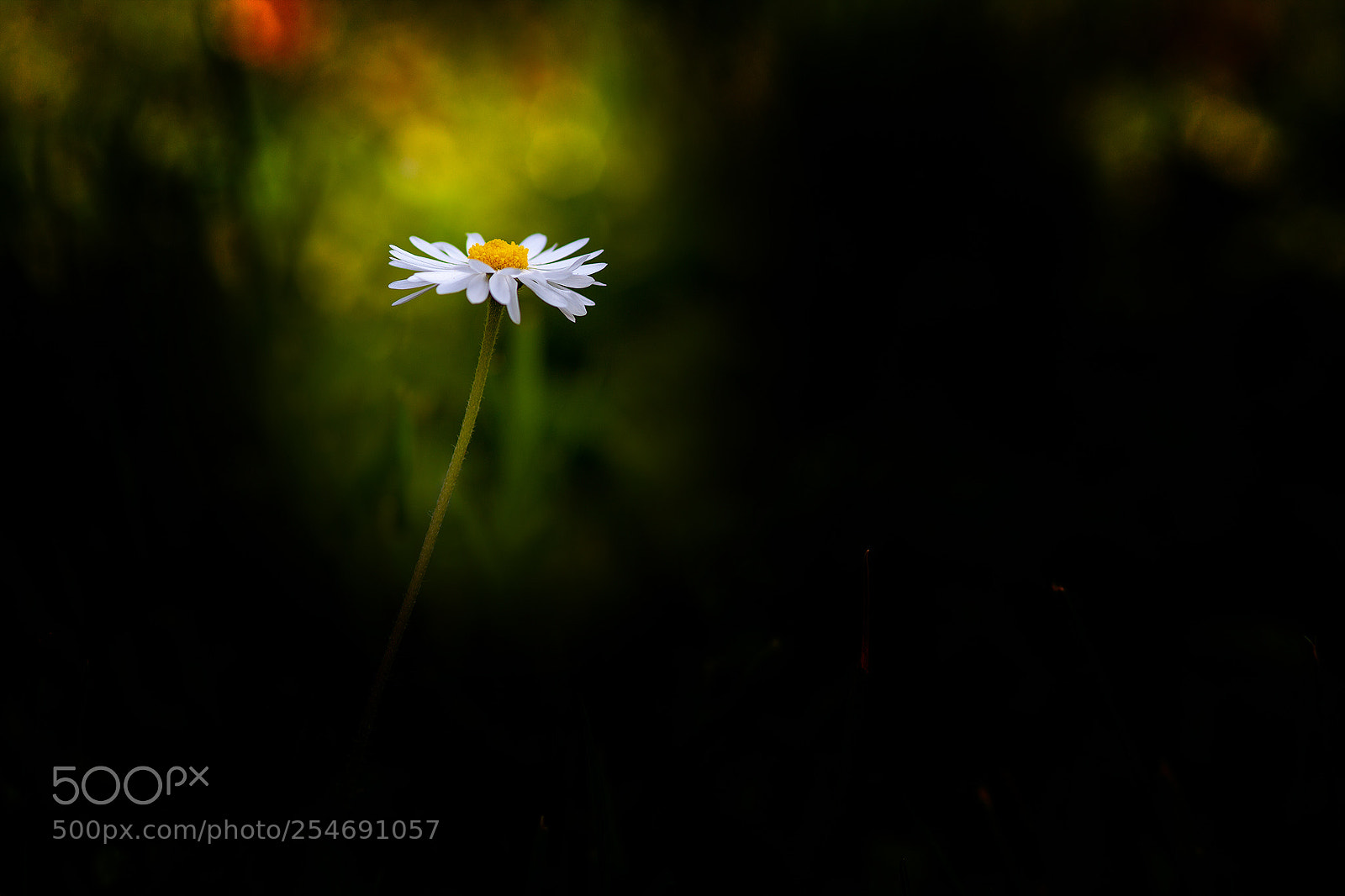 Canon EOS 5D Mark II sample photo. 2018-04-22 11-29-16 900.jpg photography