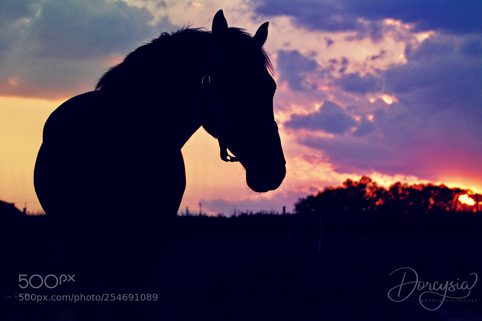 Canon EOS 7D sample photo. Lovely evening on farm photography