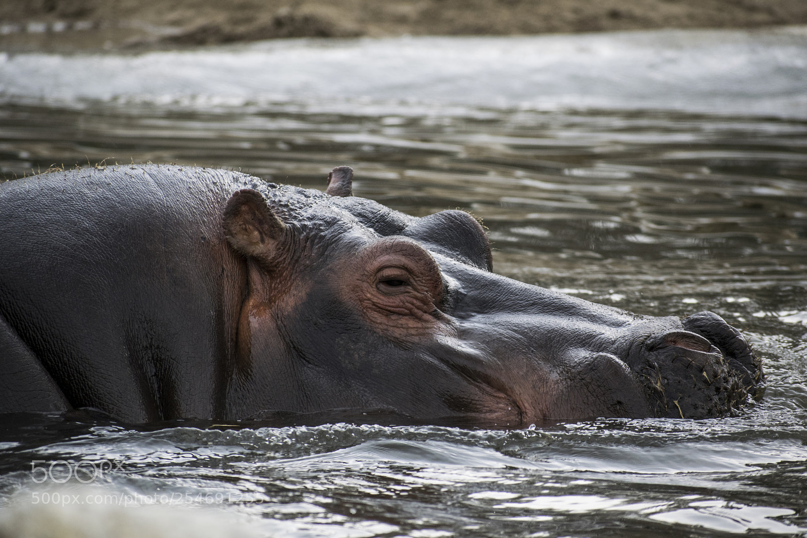 Nikon D3300 sample photo. Hippo photography