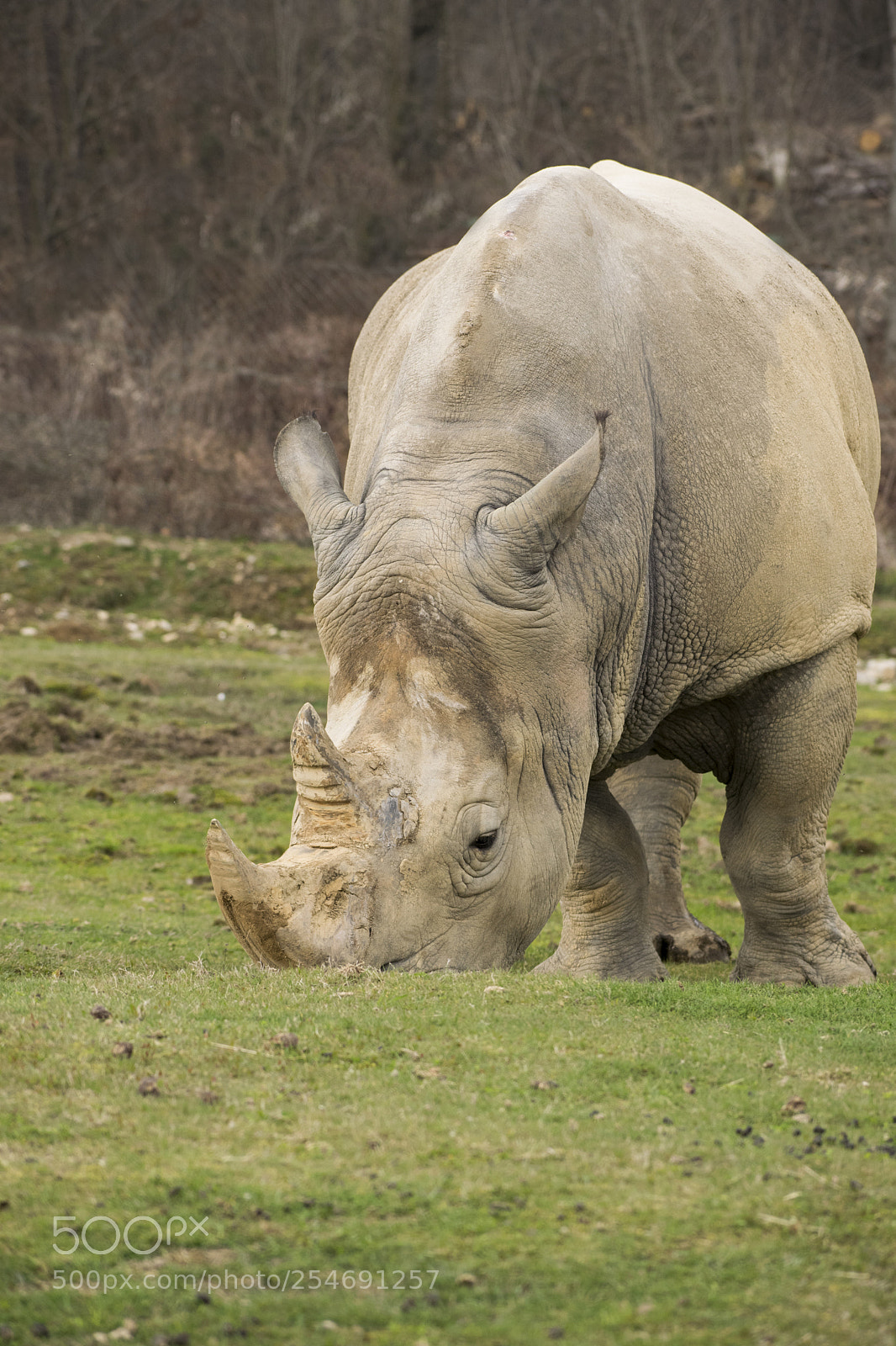 Nikon D3300 sample photo. Rhino photography