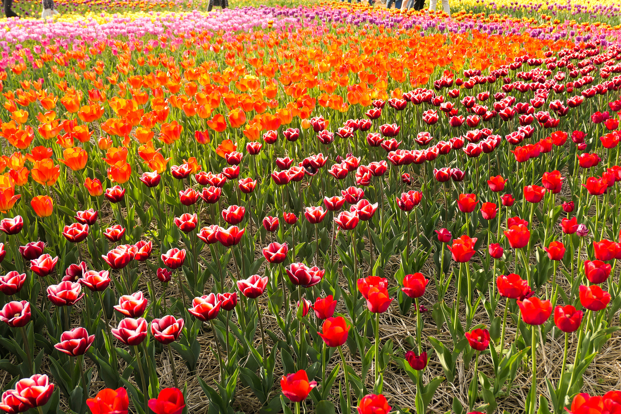 Panasonic Lumix DMC-LX10 (Lumix DMC-LX15) sample photo. Tulips photography