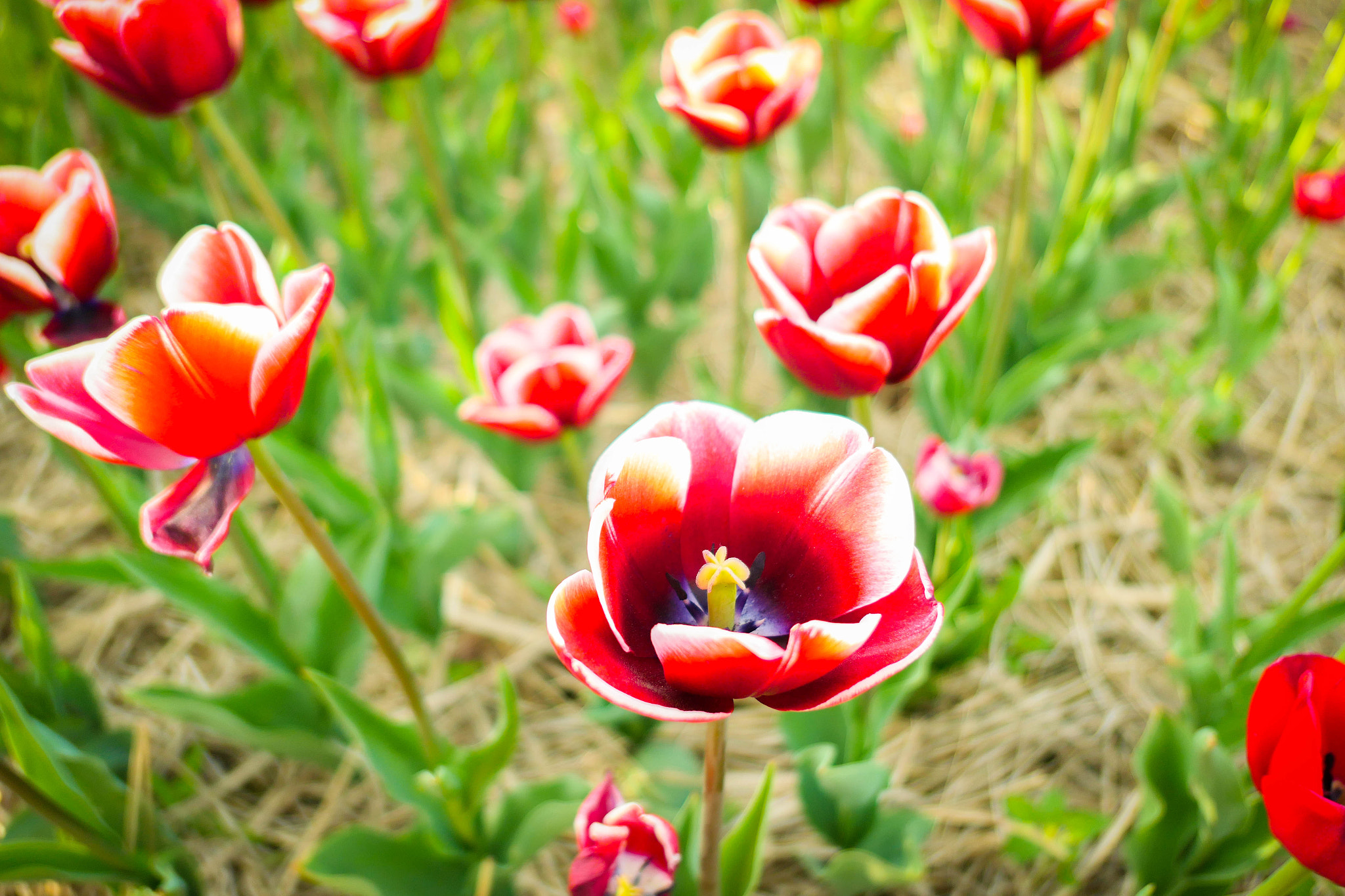 Panasonic Lumix DMC-LX10 (Lumix DMC-LX15) sample photo. Red tulip photography