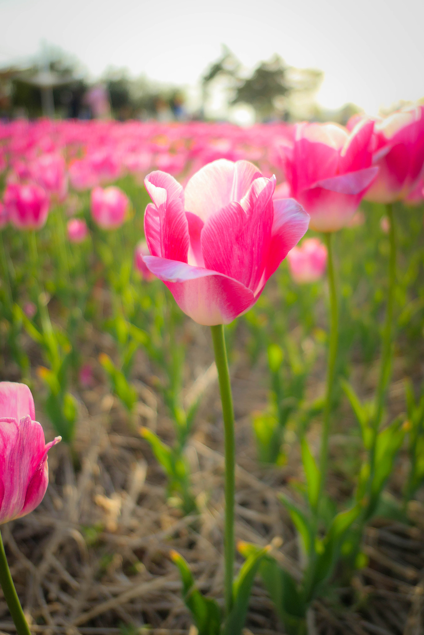 Panasonic Lumix DMC-LX10 (Lumix DMC-LX15) sample photo. Pink tulip photography