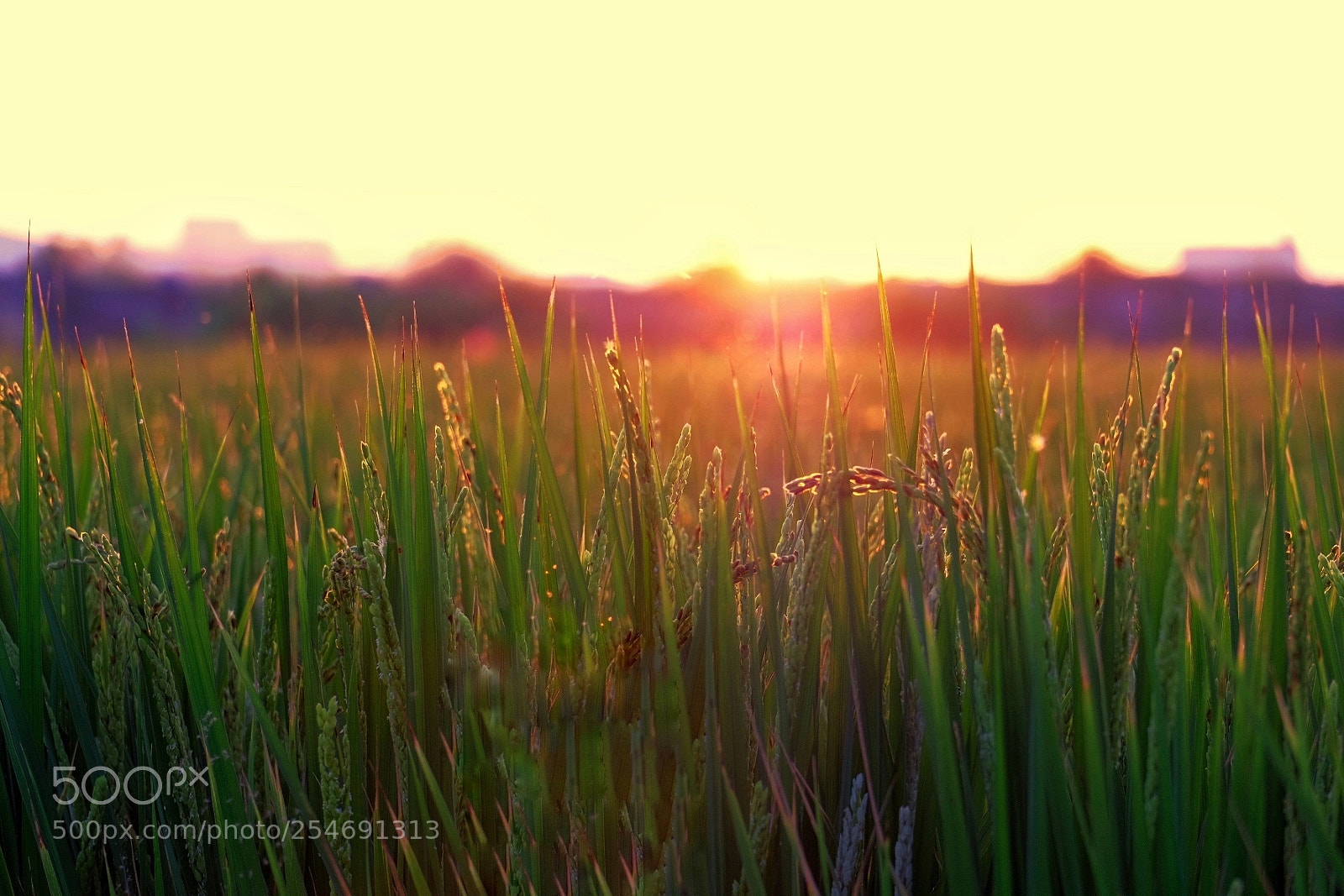 Fujifilm X-E3 sample photo. Sunshine and paddy. photography
