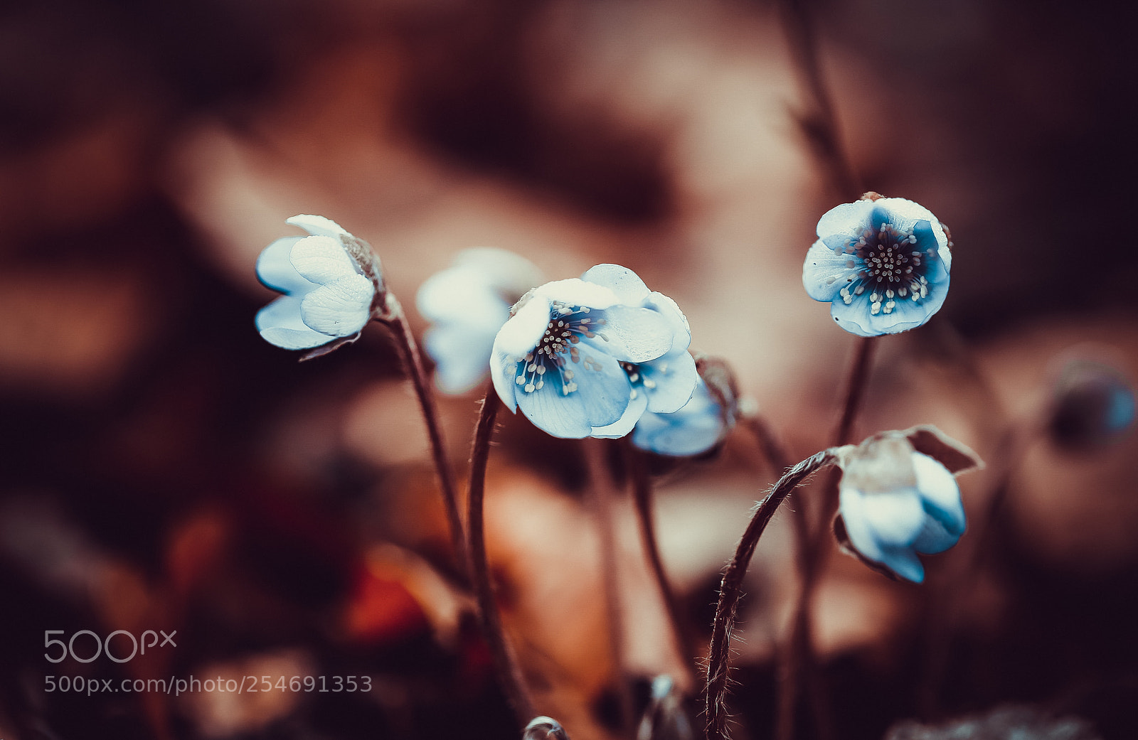 Canon EOS 6D sample photo. Little blue flowers... photography