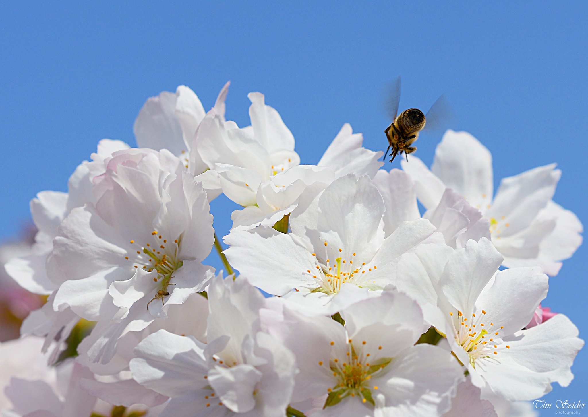 Nikon AF Micro-Nikkor 60mm F2.8D sample photo. Bee & blossoms photography