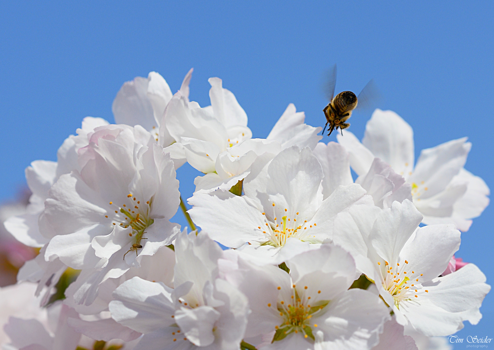 Nikon D610 + Nikon AF Micro-Nikkor 60mm F2.8D sample photo. Bee & blossoms photography