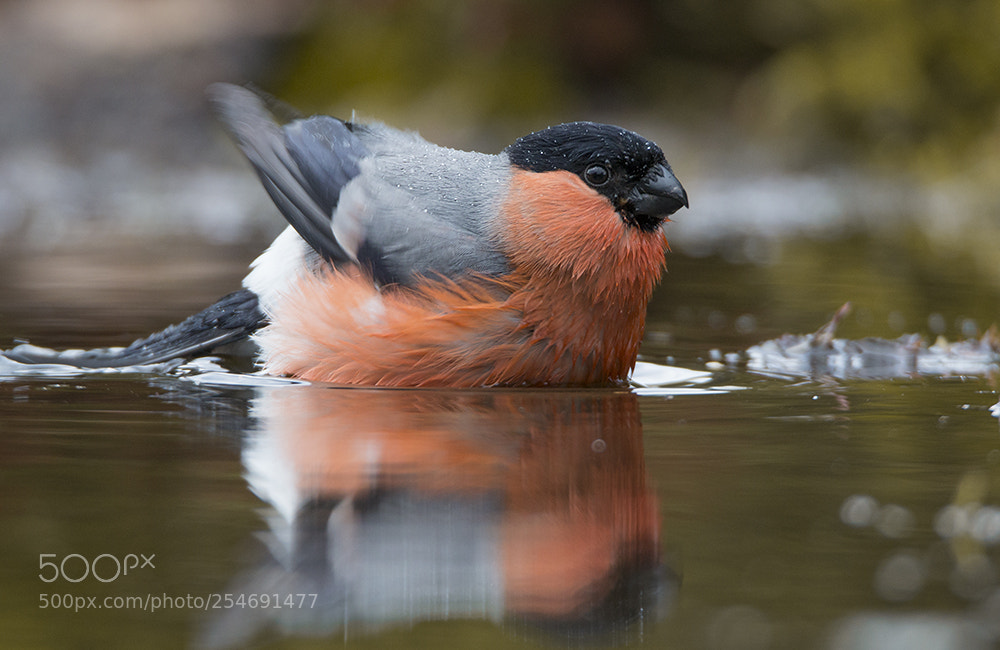 Canon EOS 70D sample photo. Goudvink/eurasian bullfinch photography