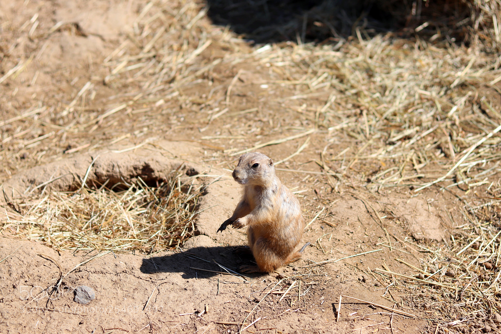 Canon EOS 200D (EOS Rebel SL2 / EOS Kiss X9) sample photo. Ground squirrel photography